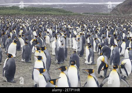 Grand pingouin - immense colonie reproductrice Aptenodytes patagonicus Salisbury Plain Géorgie du Sud Banque D'Images