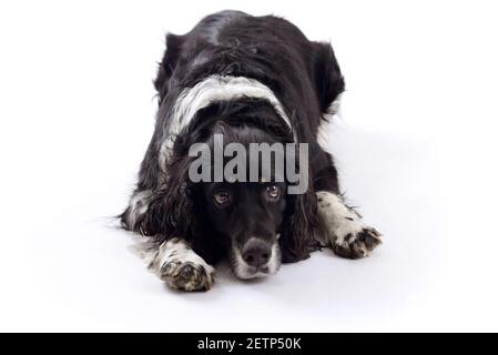 Chien springer spaniel anglais couché dans le studio isolé sur un arrière-plan blanc Banque D'Images