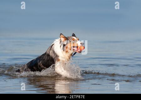 Chien, Berger australien qui récupère le ballon de l'eau sur un lac ou une mer au soleil et dans le ciel bleu Banque D'Images