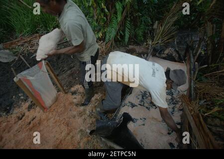 Hommes faisant du sagou sur le côté de la rivière Salawai à Seram Island, province de Maluku, Indonésie. Banque D'Images