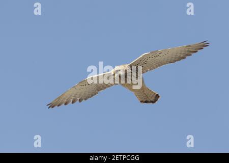 Petit Kestrel - Femme dans FlightFalco naumanni Extremadura, Espagne BI009436 Banque D'Images
