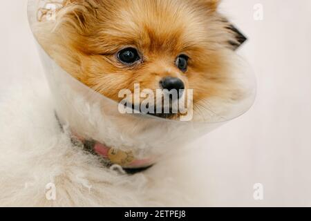 Chien pomeranien triste en col élisabéthain, cône en plastique, protection médicale de l'animal. Copier l'espace Banque D'Images