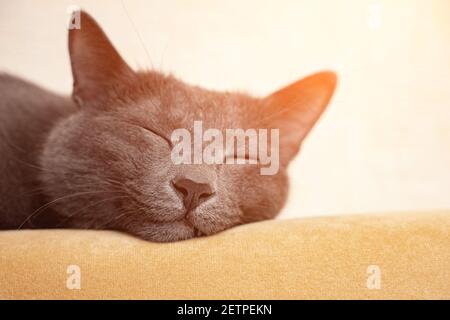 Gros plan du museau d'un chat gris dormant au dos d'un canapé, lumière du soleil. Banque D'Images