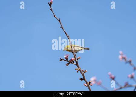 Œil blanc verruqueux (Zosterops japonicus), cerisier sur le février, ville d'Isehara, préfecture de Kanagawa, Japon. Juste après les fleurs. Banque D'Images