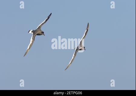 Petrel Antarctique - en vol au-dessus de la mer Thalassoica antarctique Antarctique Antarctique BI012384 Banque D'Images