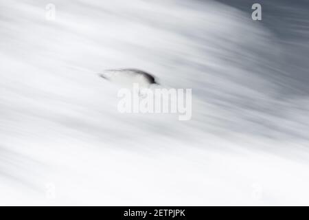 Cap Petrel - Pan lent avec WavesDaption Capense Océan Antarctique BI012695 Banque D'Images