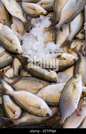 Poisson de mer frais accroché au mulet, gros plan Banque D'Images