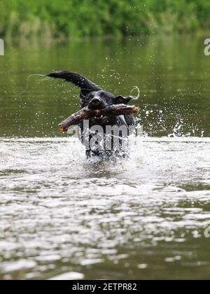 Un chien noir joue avec un bâton dans l'eau. Banque D'Images