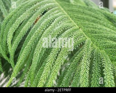 Texture de fond avec le feuillage de l'Araucaria heterophylla ou de la plante de pin de norfolk. Gros plan. Banque D'Images