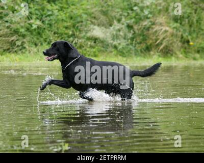 Un chien noir joue avec un bâton dans l'eau. Banque D'Images