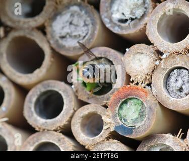 Abeille solitaire, Megachile organisant des fragments de feuilles dans son nid à l'hôtel d'abeille Banque D'Images