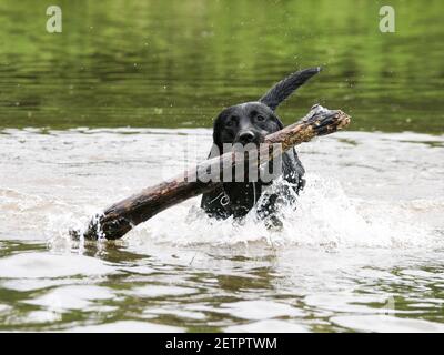 Un chien noir joue avec un bâton dans l'eau. Banque D'Images