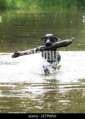 Un chien noir joue avec un bâton dans l'eau. Banque D'Images