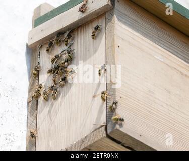 Des guêpes d'arbre (Dolichovespula sylvestris) se bousculaient autour de leur dans une boîte de nid en terrasse. Banque D'Images