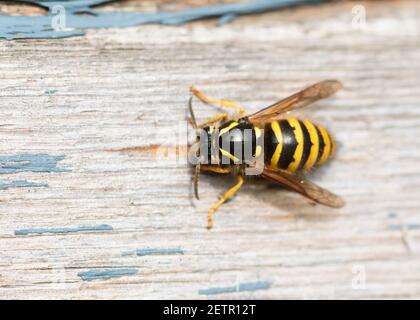 Guêpe d'arbre (Dolichovespula sylvestris) raclant les fibres de bois qu'ils utilisent pour construire le nid. Banque D'Images