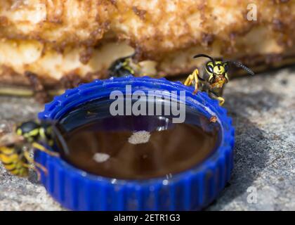 Guêpe sociale (Vespula germanica) avec un morceau de banane dans sa bouche sur le point de boire de l'eau de sucre. Banque D'Images