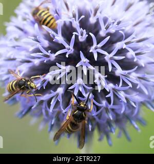 Les guêpes sociales se frayent sur le chardon du globe (Echinops ritro), une de leurs plantes préférées Banque D'Images