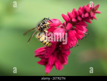 Guêpe sociale commune (Vespula vulgaris) prenant le nectar de persicaria (bistort), une fleur préférée. Banque D'Images