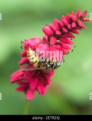 Guêpe sociale commune (Vespula vulgaris) prenant le nectar de persicaria (bistort), une fleur préférée. Banque D'Images