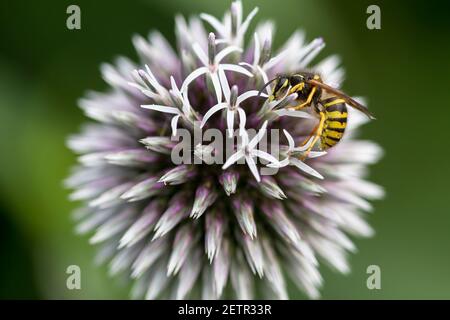 Guêpe d'arbre (Dolichovespula sylvestris) nectarissant sur le chardon du globe (Echinops ritro). Banque D'Images