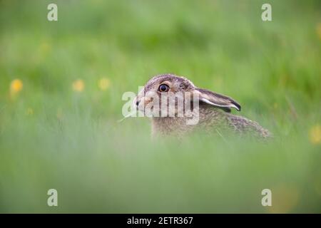 Jeune lièvre brun (Lepus europaeus), Lancashire, Royaume-Uni Banque D'Images