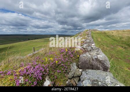 Thym sauvage sur une section recouverte de gazon de Hadrien's Wall on Winshield Crags, Northumberland, Royaume-Uni Banque D'Images