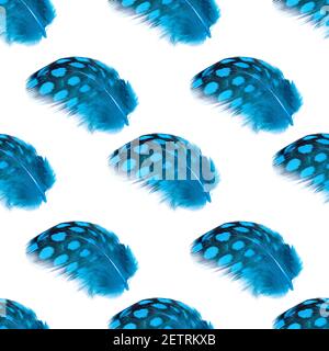 motif sans couture bleu belles plumes isolées sur un fond blanc. Photo de haute qualité Banque D'Images
