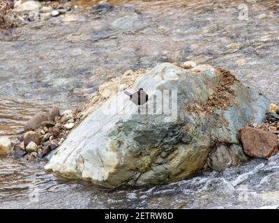 Un balancier brun, Cinclus pallasii, perche sur une grande roche dans la rivière Yomase à Yamanouchi, préfecture de Nagano, Japon. Banque D'Images