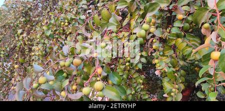 Un gros plan de fruits ziziphus sur les branches de un arbuste jujujube Banque D'Images