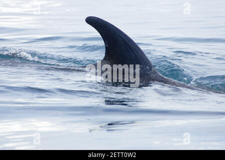 Petit WhaleBalaenoptera acutorostrata Neko Harbour Antarctique Penninsulaire MA001089 Banque D'Images