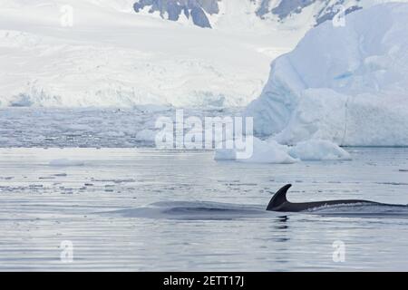 Merlu WhaleBalaenoptera acutorostrata Neko Harbour Antarctique Penninsulaire MA001106 Banque D'Images