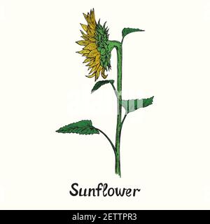 Tournesol sur tige avec feuilles, vue latérale, simple dessin d'une caniche avec inscription, style de gravure de couleur Banque D'Images