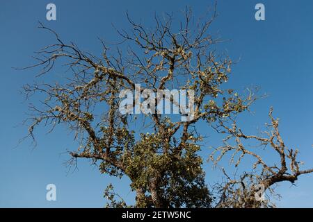 Dos d'un arbre d'orme mort illuminé d'un ciel bleu clair dans le sud de l'andalousie espagne Banque D'Images