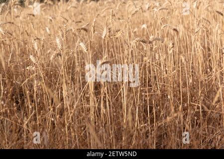 Champ de céréales sèches prêt pour la collecte, dans le sud de l'Andalousie Espagne. Banque D'Images