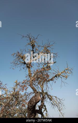 Dos d'un arbre d'orme mort illuminé d'un ciel bleu clair dans le sud de l'andalousie espagne Banque D'Images