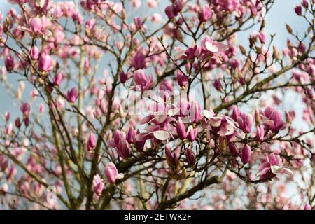 Beaucoup de fleurs de magnolia rose sur les branches dans l'arbre Banque D'Images