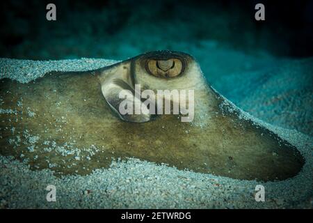 Raies du sud (Dasyatis americana) sur le récif au large de l'île de Sint Maarten, dans les Caraïbes néerlandaises Banque D'Images