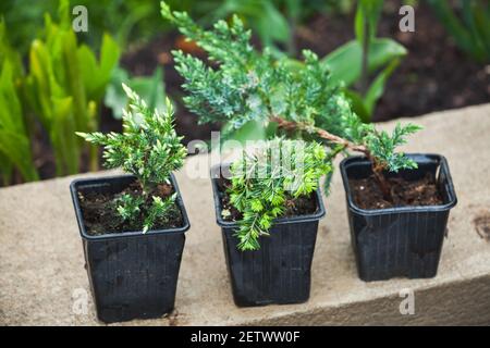 Plantules de genévrier en pots noirs. Photographie de fond de jardinage avec mise au point sélective douce Banque D'Images