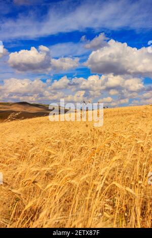 PAYSAGE RURAL ÉTÉ. Entre Apulia et Basilicate: Champ de céréales. ITALIE Banque D'Images