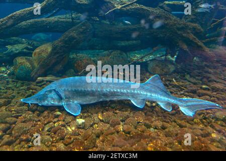 Esturgeon sur le fond . Poisson argenté dans de l'eau transparente Banque D'Images