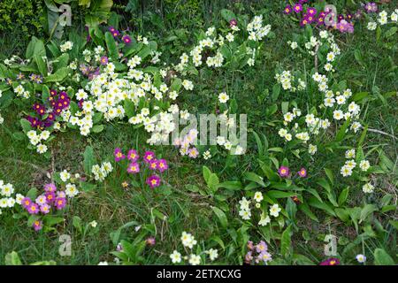 Diverses espèces de primroses poussant sur le bord de la route à Gloucestershire, Royaume-Uni Banque D'Images