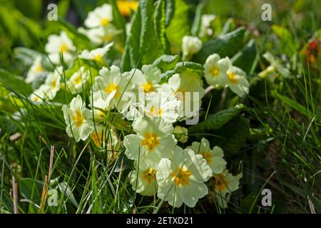 Un gros plan des primroses classiques qui poussent sur le bord de la route à Gloucestershire, au Royaume-Uni Banque D'Images