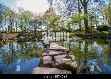 Sentier de pierre à travers l'étang dans le jardin japonais étonnant à Kaisewrslautern . Deux canards sur des pierres et . KOI Carp dans l'eau - printemps en Allemagne ! Banque D'Images