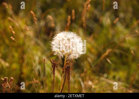 Gros plan de fleurs de pollen aux couleurs de l'automne Banque D'Images