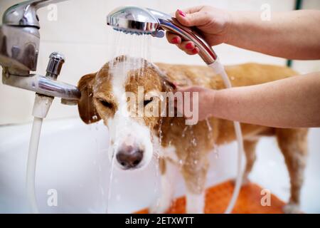 Un jeune adorable chien blanc et brun est mis sous la douche dans une saloon qui chante par une travailleuse féminine. Banque D'Images
