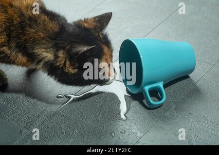 Un chat près d'une tasse d'eau tombée. Un chat prudent regarde l'eau d'une tasse qui est tombée au sol. Banque D'Images