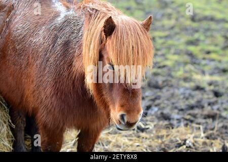 Poney Shetland Banque D'Images