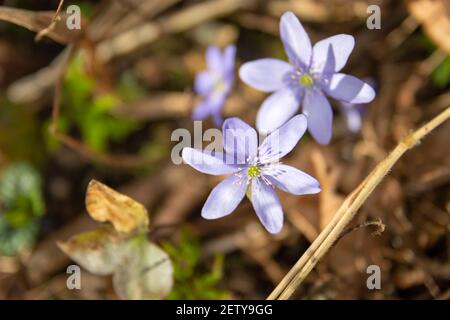 Deux fleurs de printemps de liverwort qui poussent au soleil, vue sur la source Banque D'Images