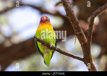 Oiseau de rivage de Fischer, Agapornis fischeri, adulte perché dans le Bush, Baringo, Kenya, 2 novembre 2007 Banque D'Images