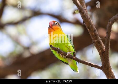 Oiseau de rivage de Fischer, Agapornis fischeri, adulte perché dans le Bush, Baringo, Kenya, 2 novembre 2007 Banque D'Images